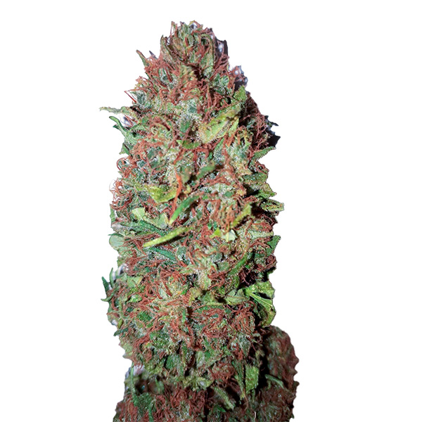 AC-DC-Cookies-CBD-1-u-fem-CBD-Buds