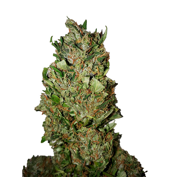Cannatonic-CBD-3-u-fem-CBD-Buds (1)